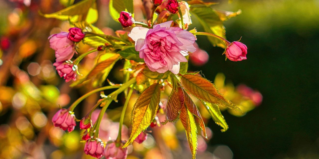 Rojstvo češnjevega cveta_sakure - Cherry-Blossom_Sakura_Birth